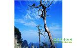 湘西之旅:張家界、天子山、寶峰湖/黃龍洞、鳳凰古城、猛洞河漂流、天門山六日游